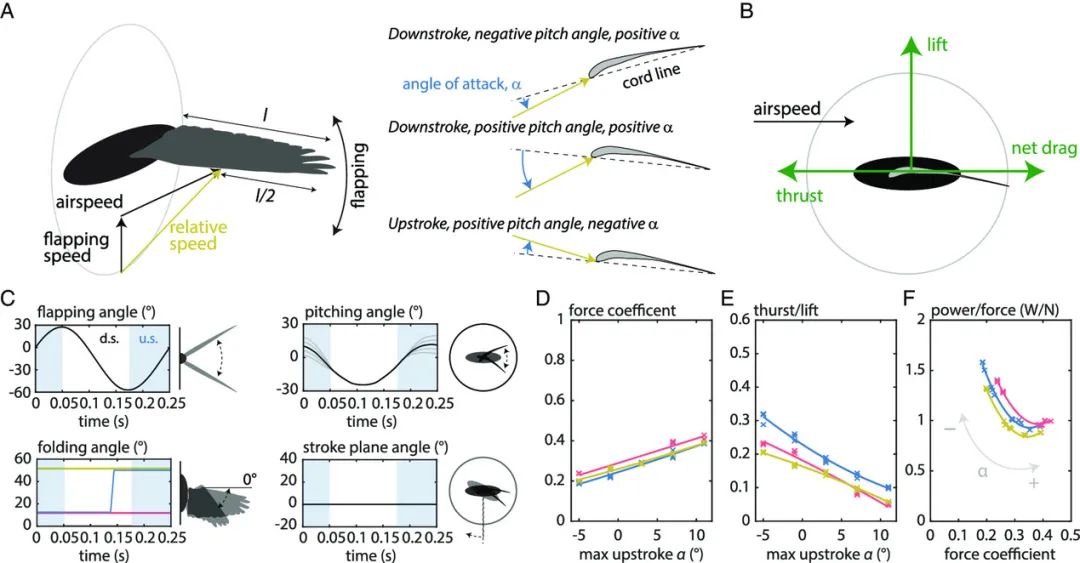 重大发现！仿生扑翼机破解飞行之谜：翅膀折叠和倾斜动作大大提升空气动力学效率！(图11)